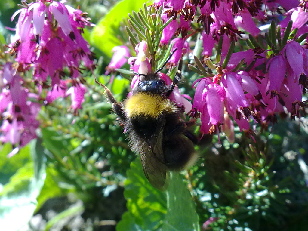 humblebee